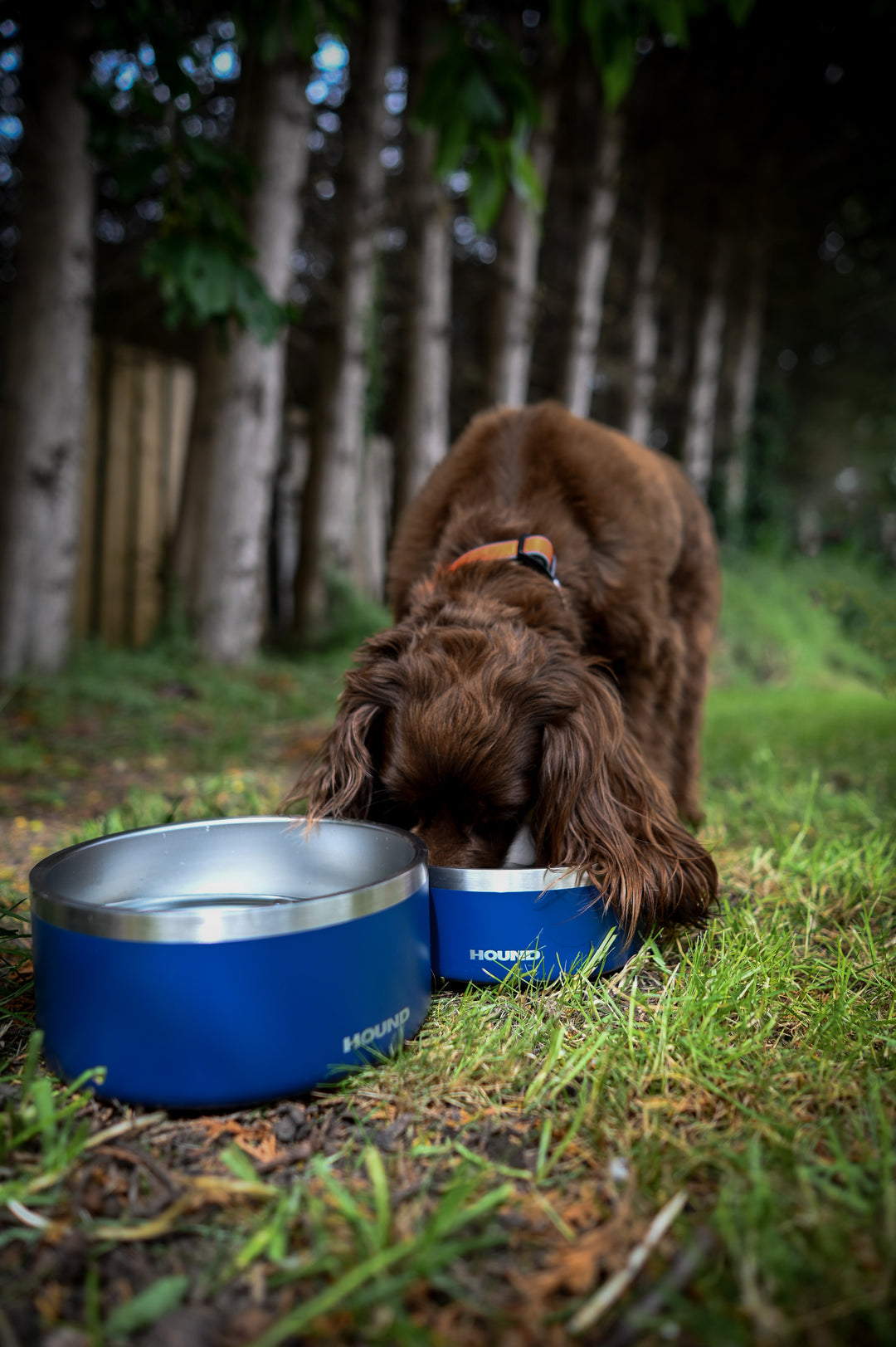 VIP stainless steel bowl set - Hound