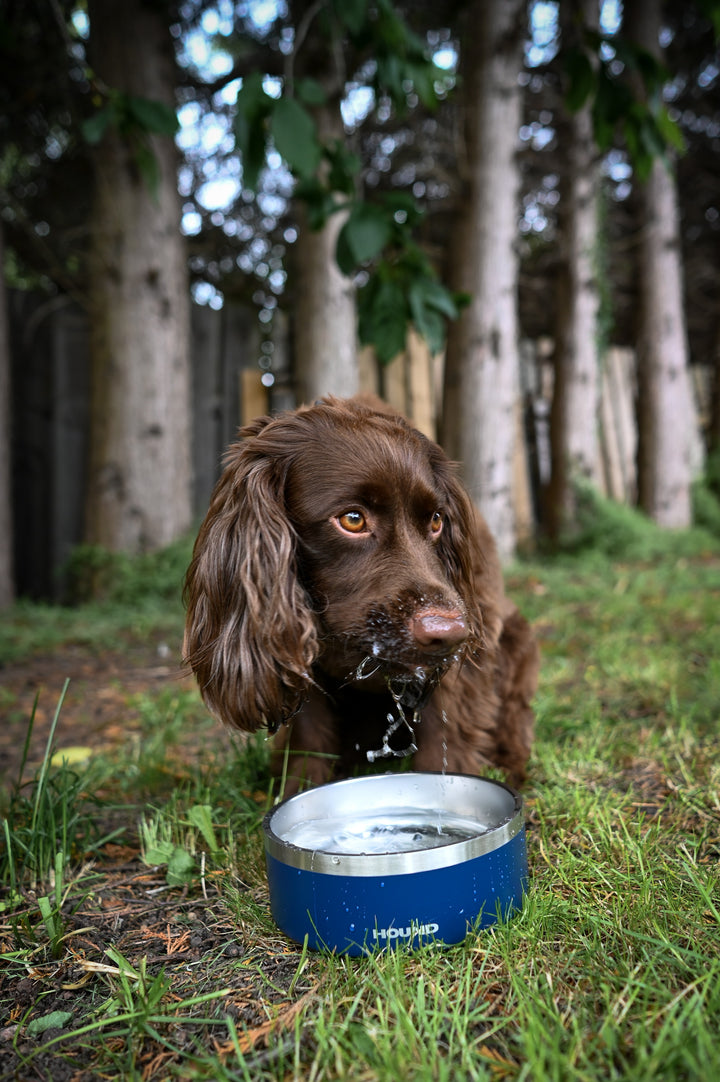 Stainless Steel Bowl - Hound