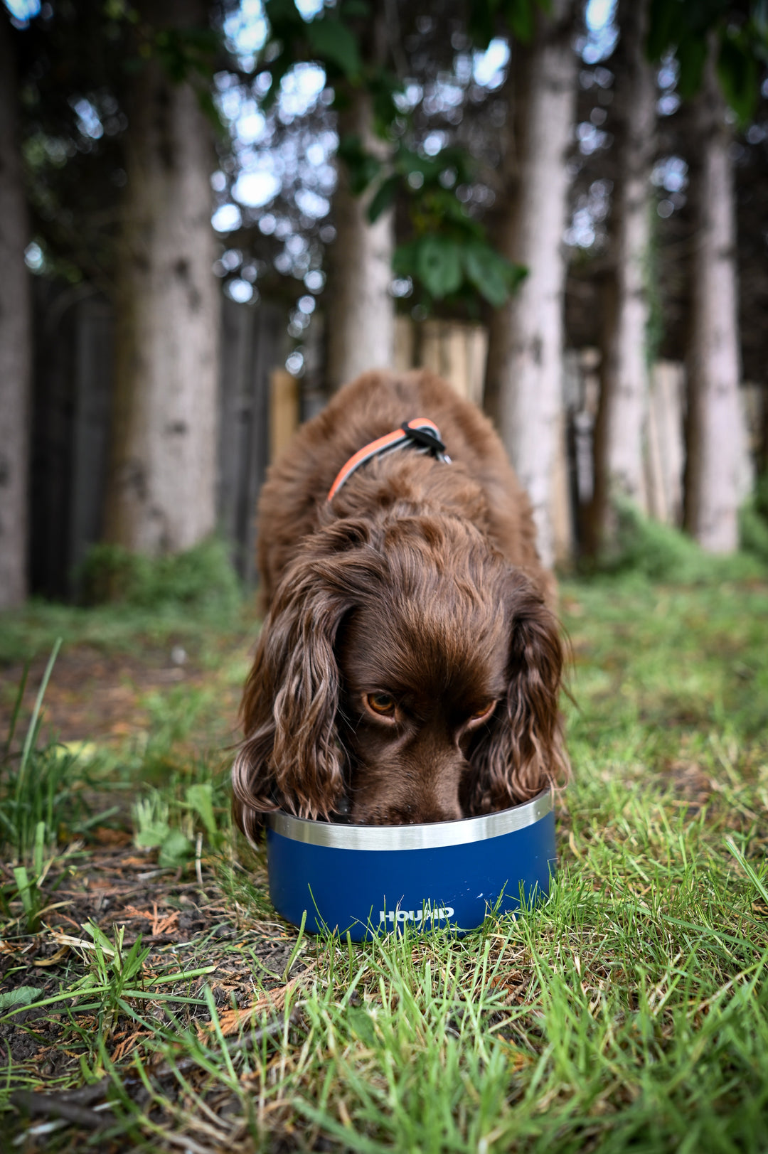 Stainless Steel Bowl - Hound