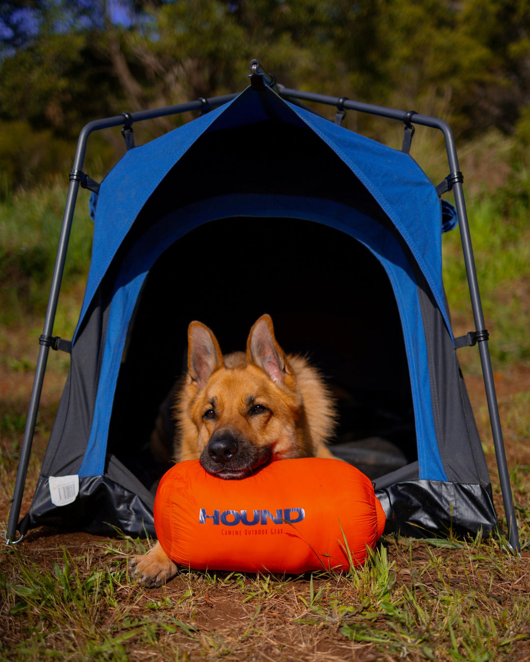Dog relaxing outdoors with camping gear
