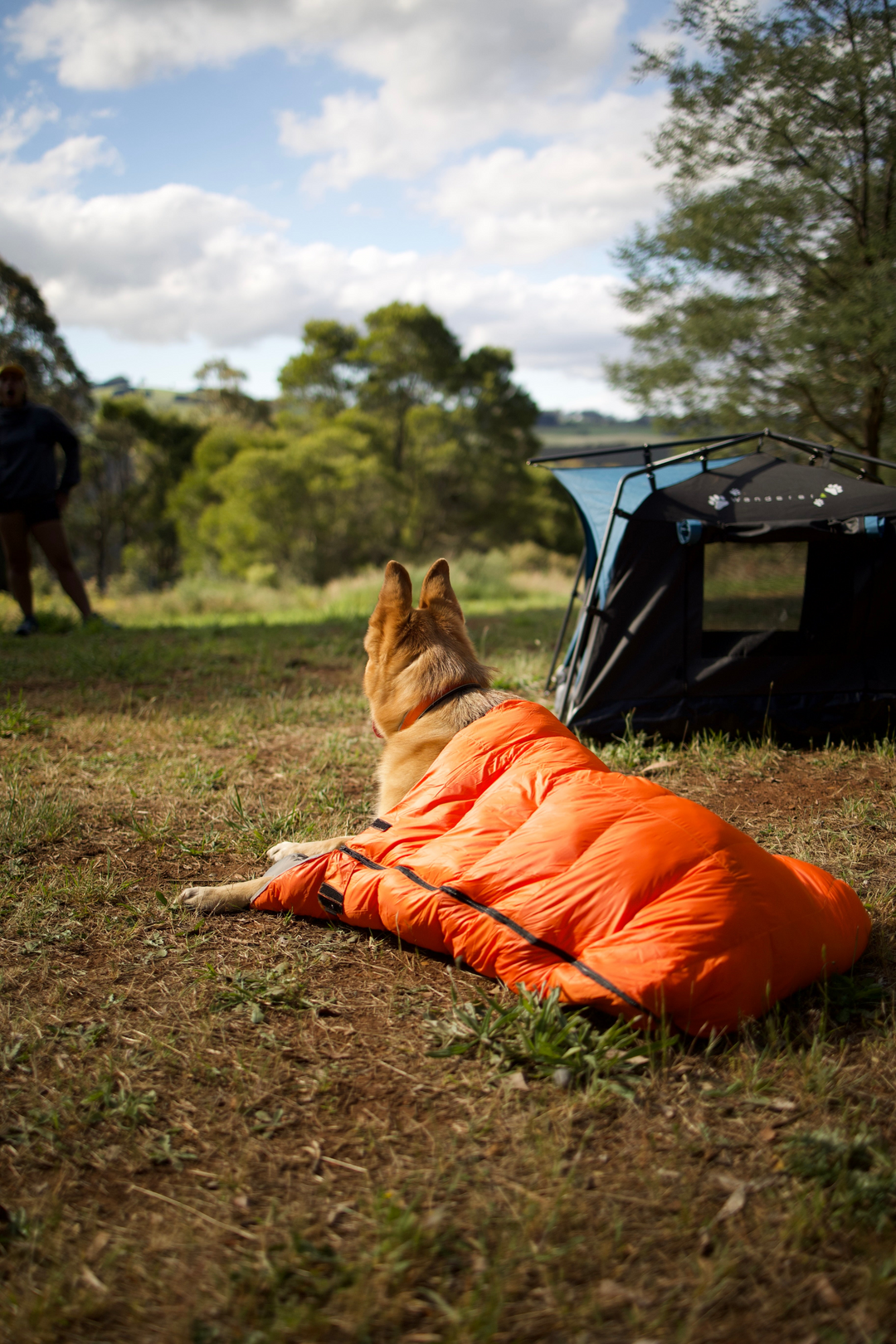 Camping With Dogs in Australia: The Complete Guide (2026)