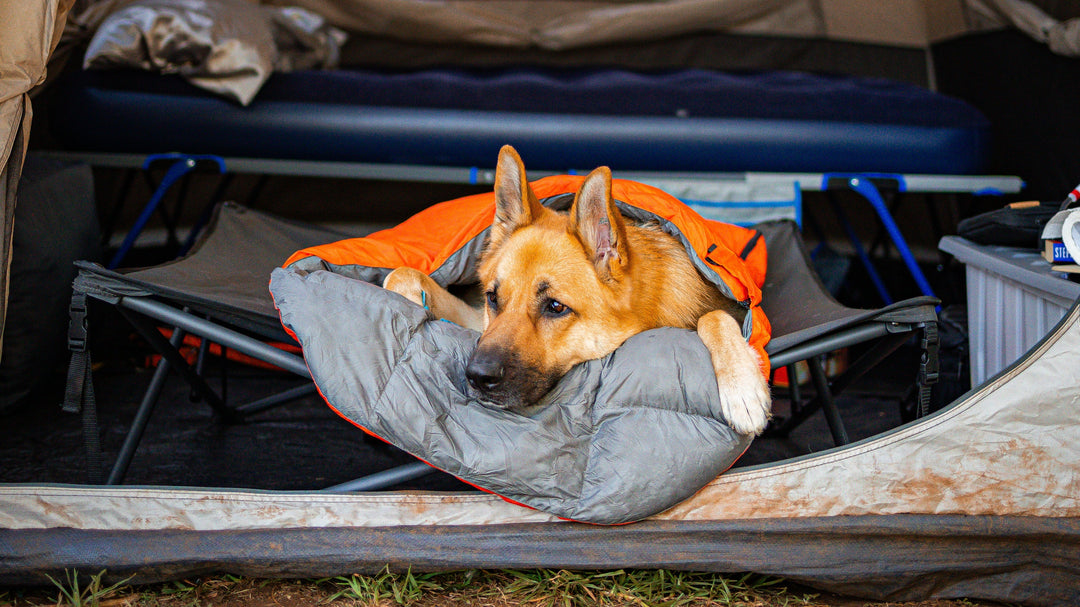 Dog camping outdoors with practical camping gear