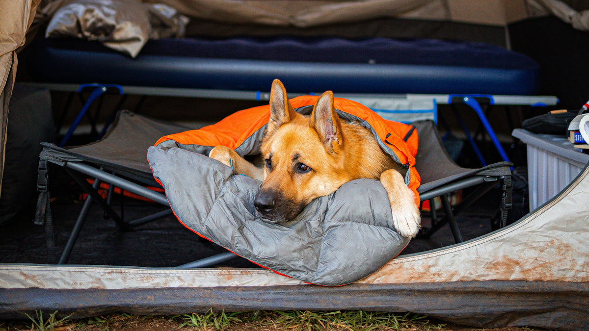 Dog camping outdoors with practical camping gear