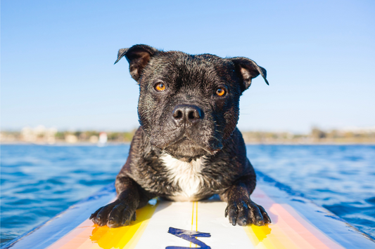 dog on a stand up paddle board