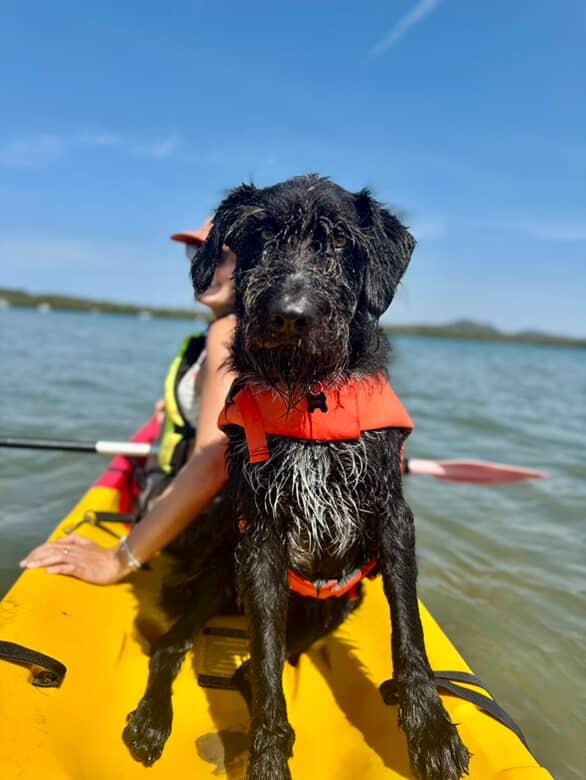 Kayaking With Dogs: A Beginner's Guide