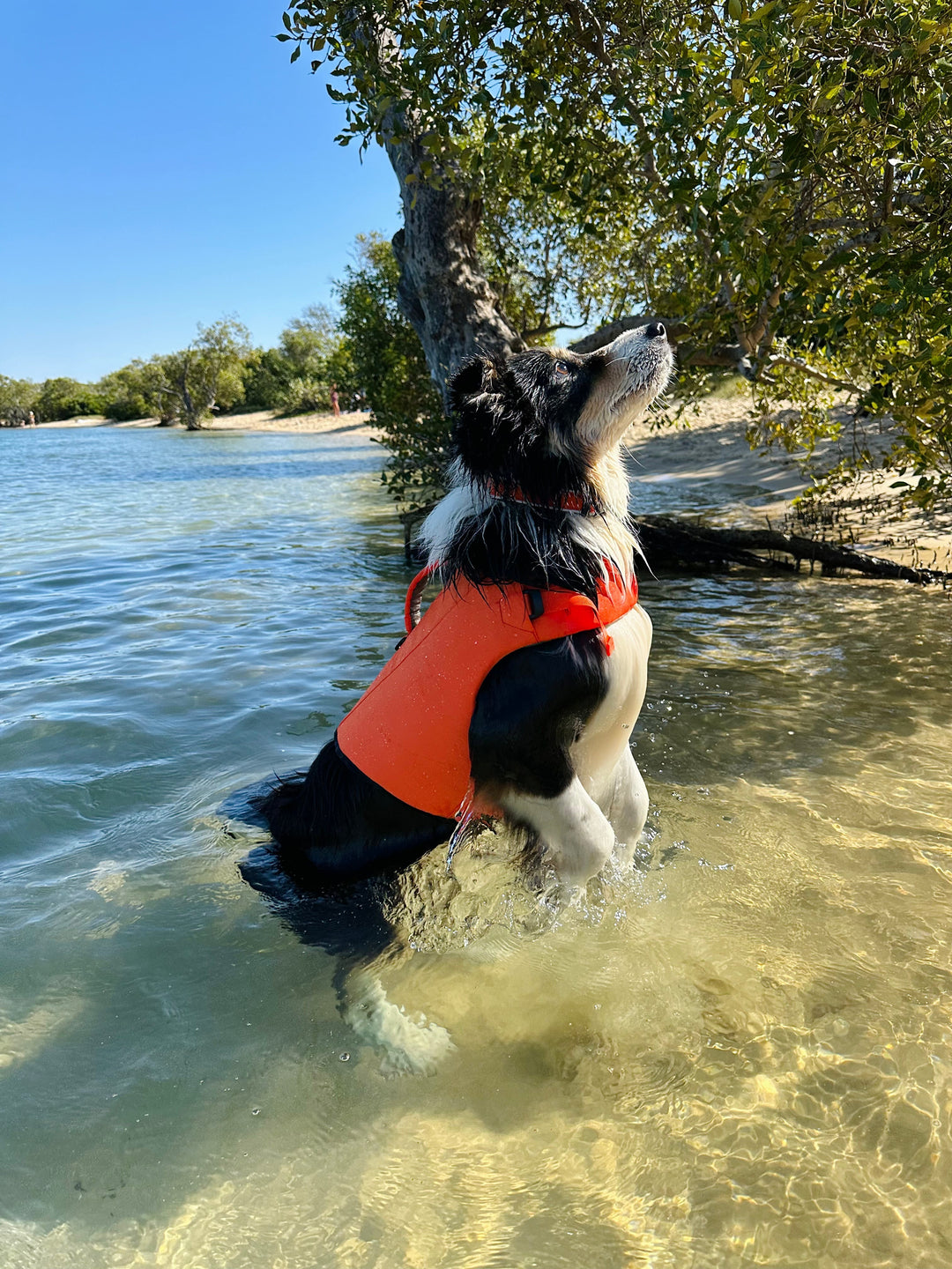 Dog wearing a life jacket beside the water