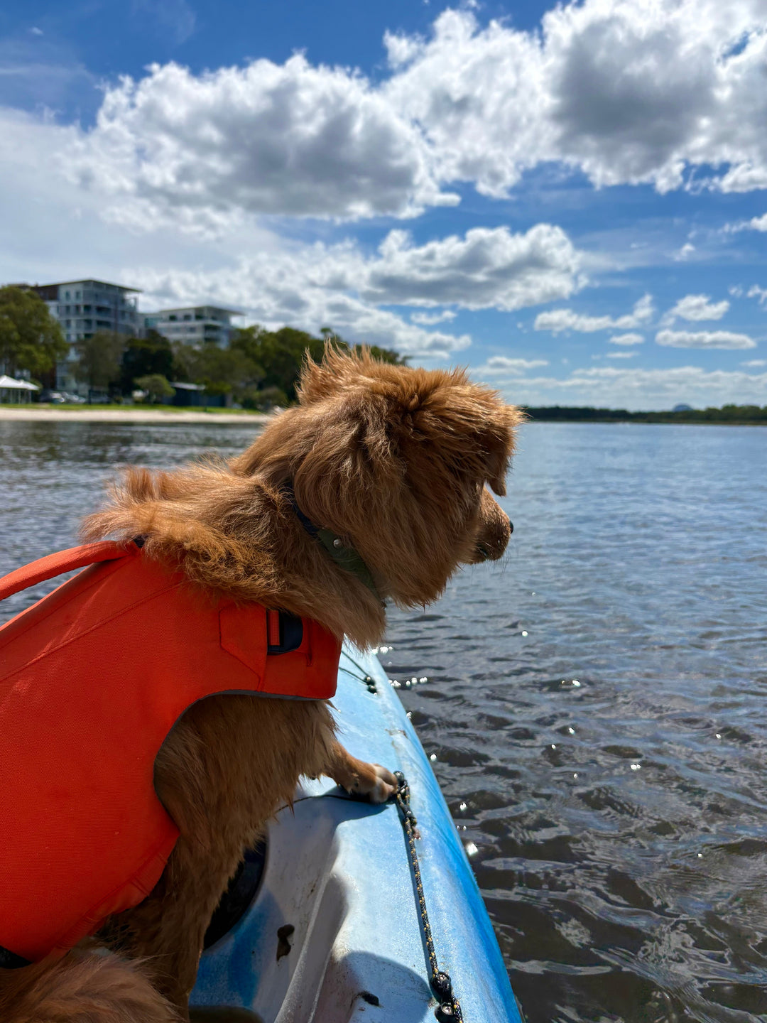 How to Choose a Dog Life Jacket for Boating, Kayaking and Camping