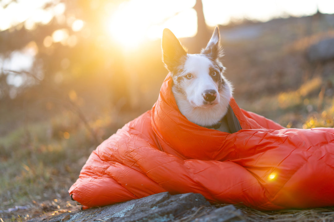 Dog resting comfortably at a campsite in cool conditions
