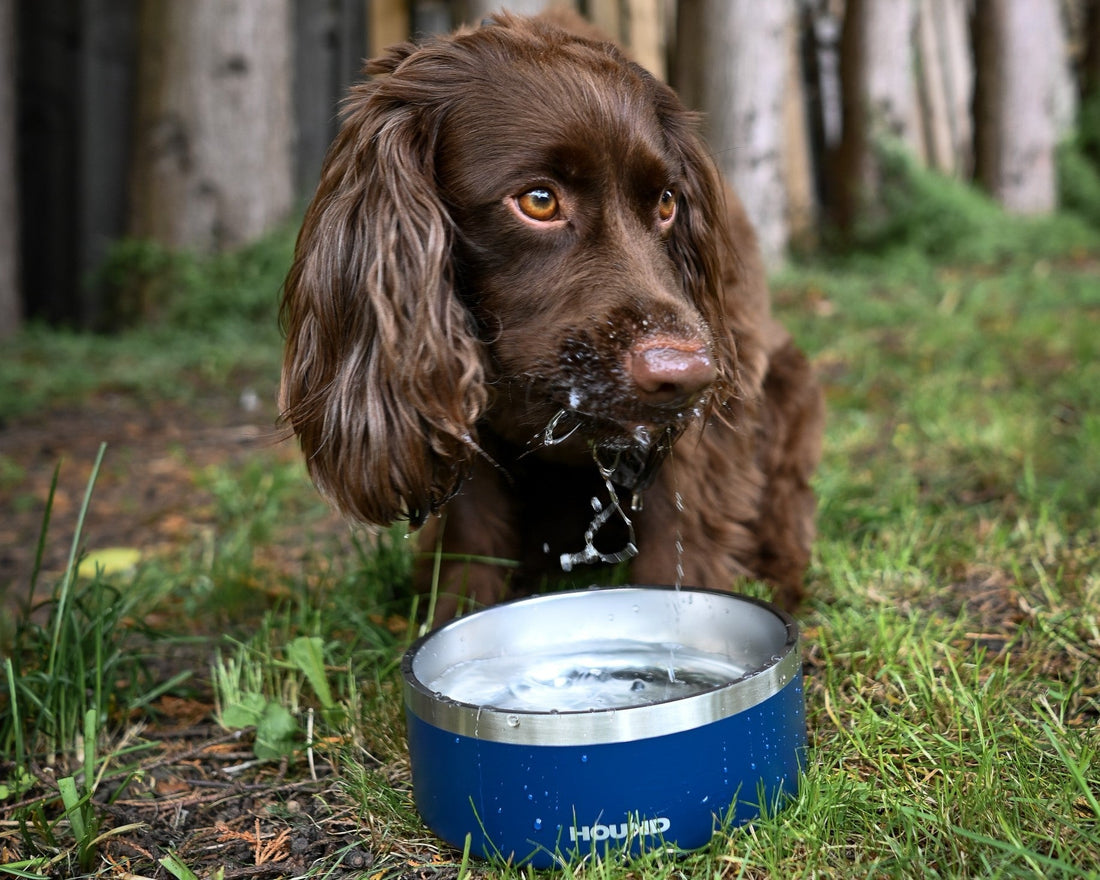 dog using stainless steel bowl