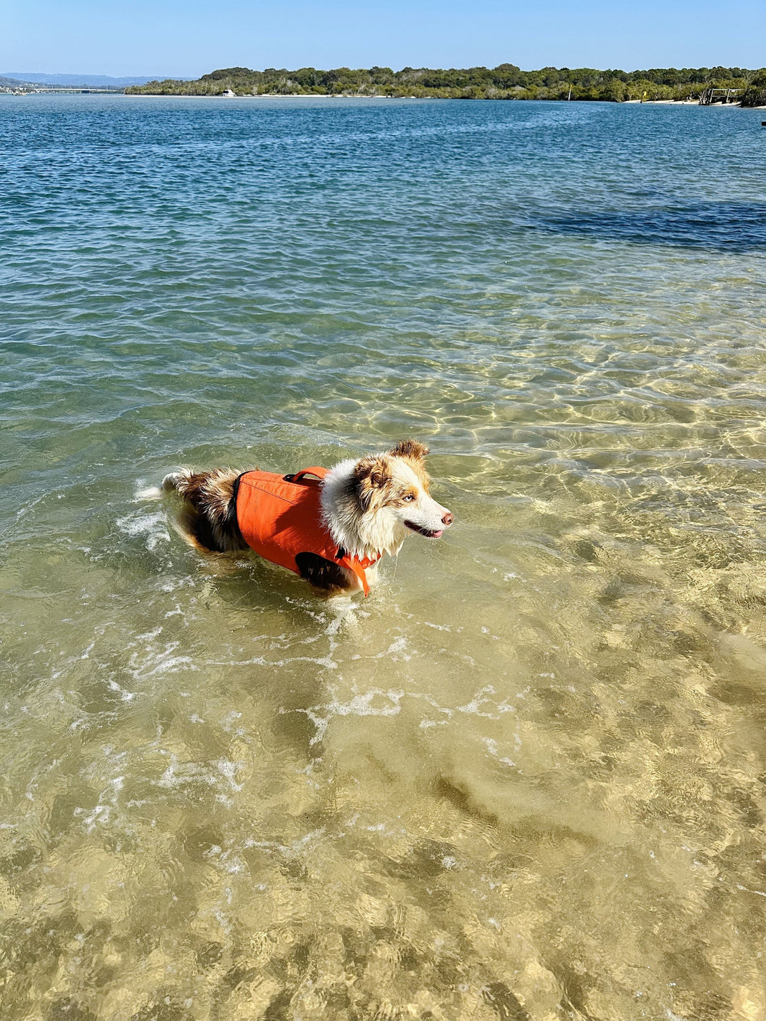 dog wearing dog life jacket 
