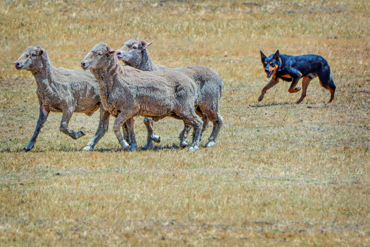 australian dog herding sheep