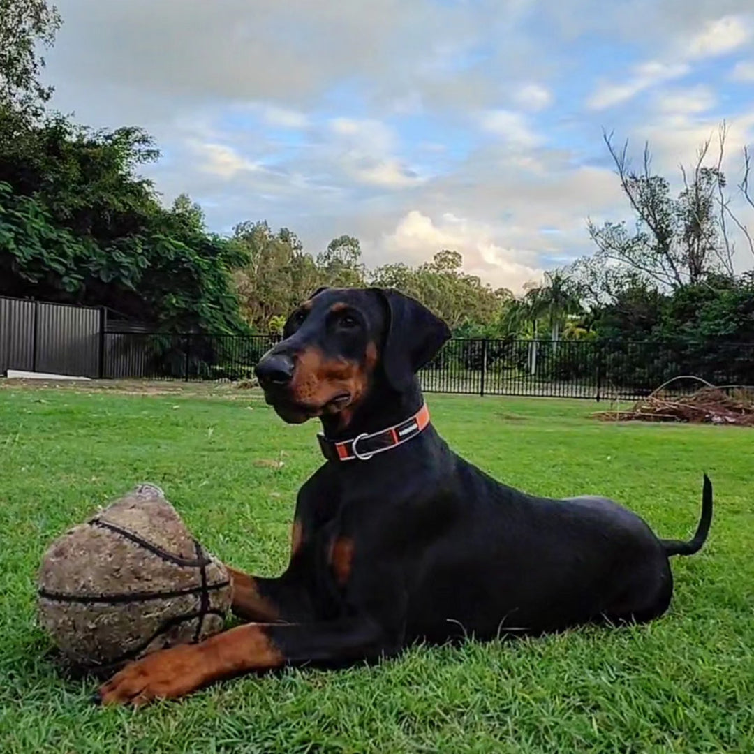 Doberman wearing the orange HOUND Adventure Collar outdoors on grass