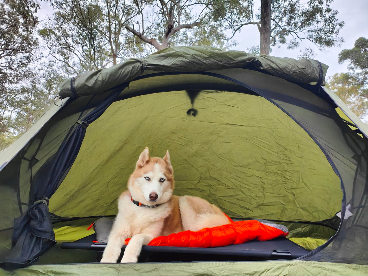 Husky resting on the HOUND Camp Cot and orange Adventure Sleeping Bag inside a tent beneath trees