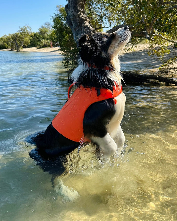 Black and white dog wearing an orange HOUND Life Jacket in shallow coastal water