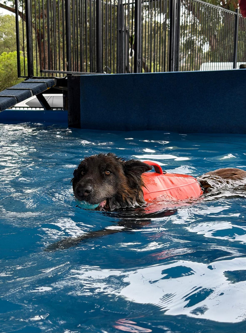 Dog wearing the high-visibility orange HOUND Life Jacket