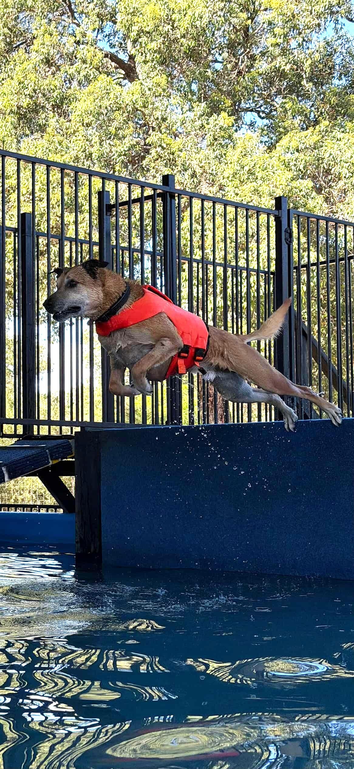 Dog in a red life jacket jumping into a pool from a diving board.