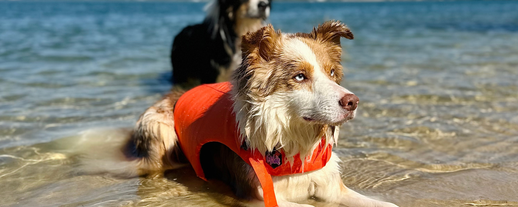 Dog wearing an orange life jacket in shallow water near a body of water.