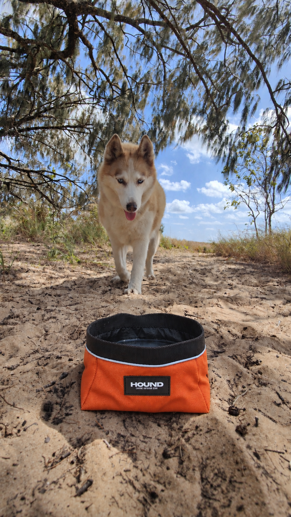 Orange HOUND Trail Bowl on a sandy beach path with a husky