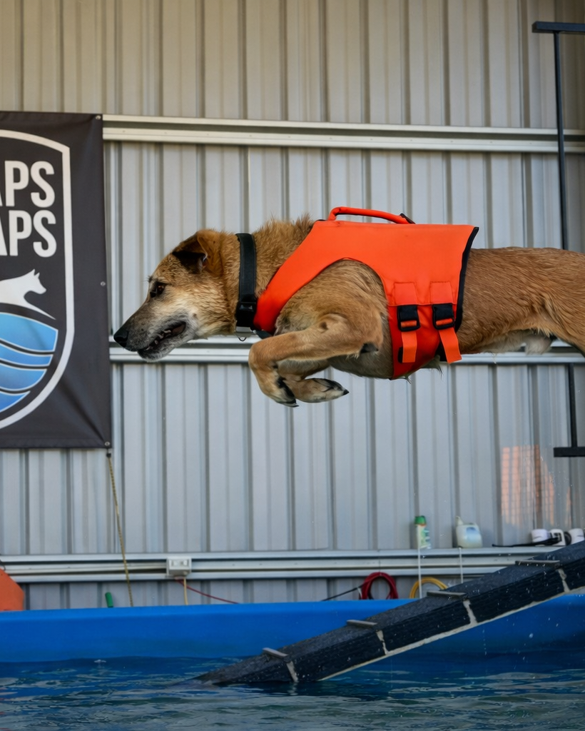Dog in an orange life jacket jumping into a pool with 'Leaps & Laps' banner in the background.