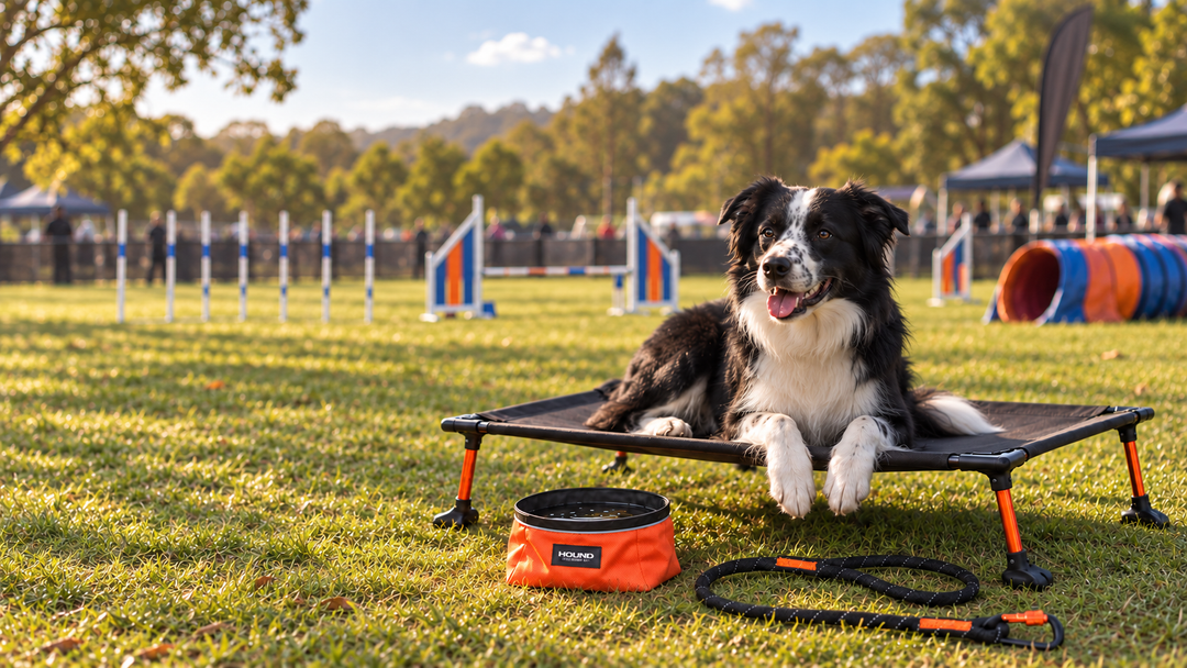 Border Collie resting on the HOUND Comp Kit cot with Trail Bowl and lead at an agility competition