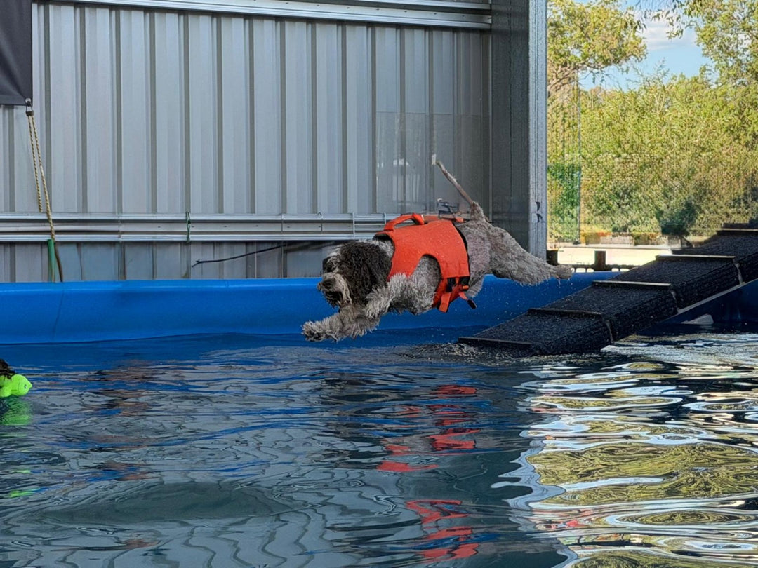 Dog wearing a HOUND life jacket jumping into a dock-diving pool