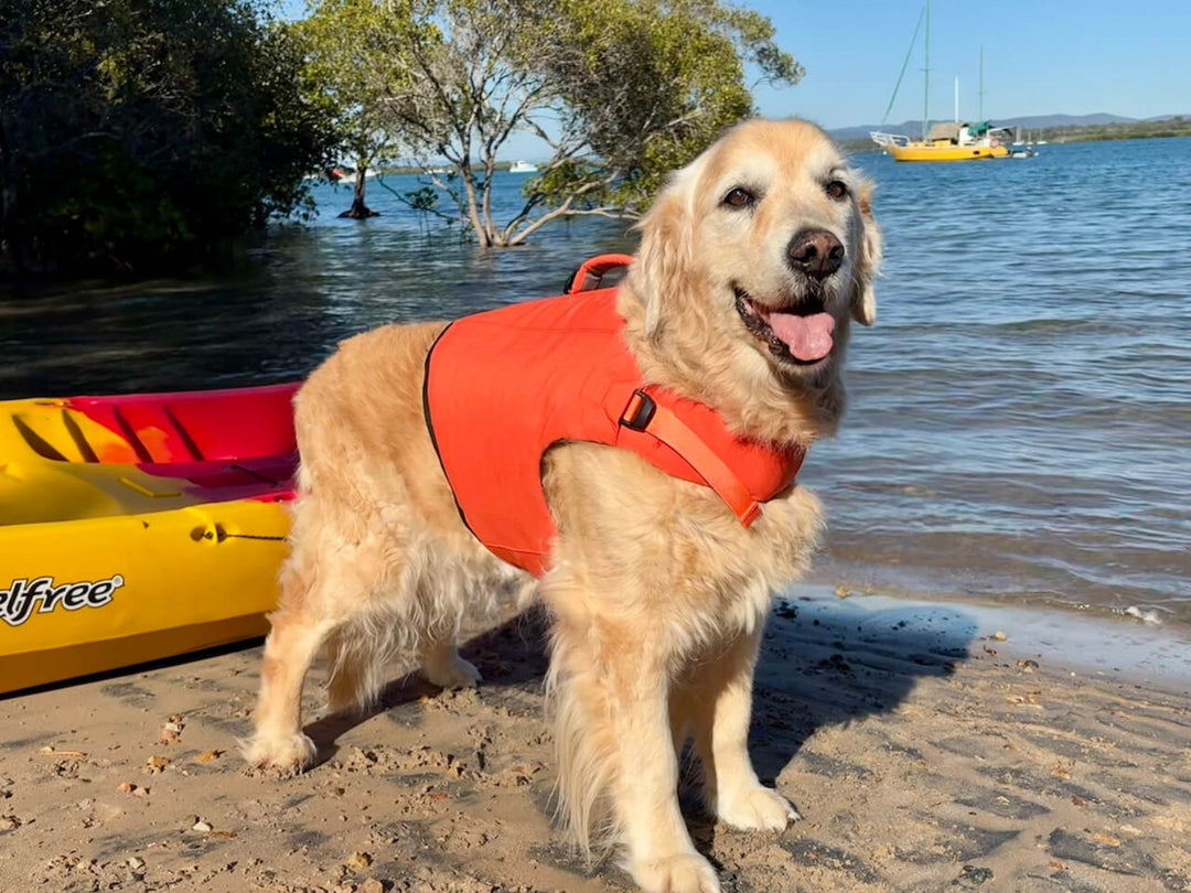 Golden retriever wearing a HOUND life jacket beside a kayak on the Queensland coast