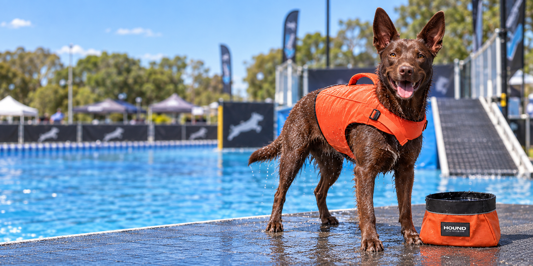 Chocolate Kelpie wearing the HOUND life jacket beside a Trail Bowl at a dock-diving pool