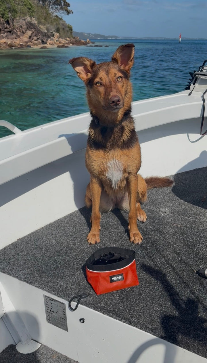 Dog sitting on a boat beside an orange HOUND Trail Bowl