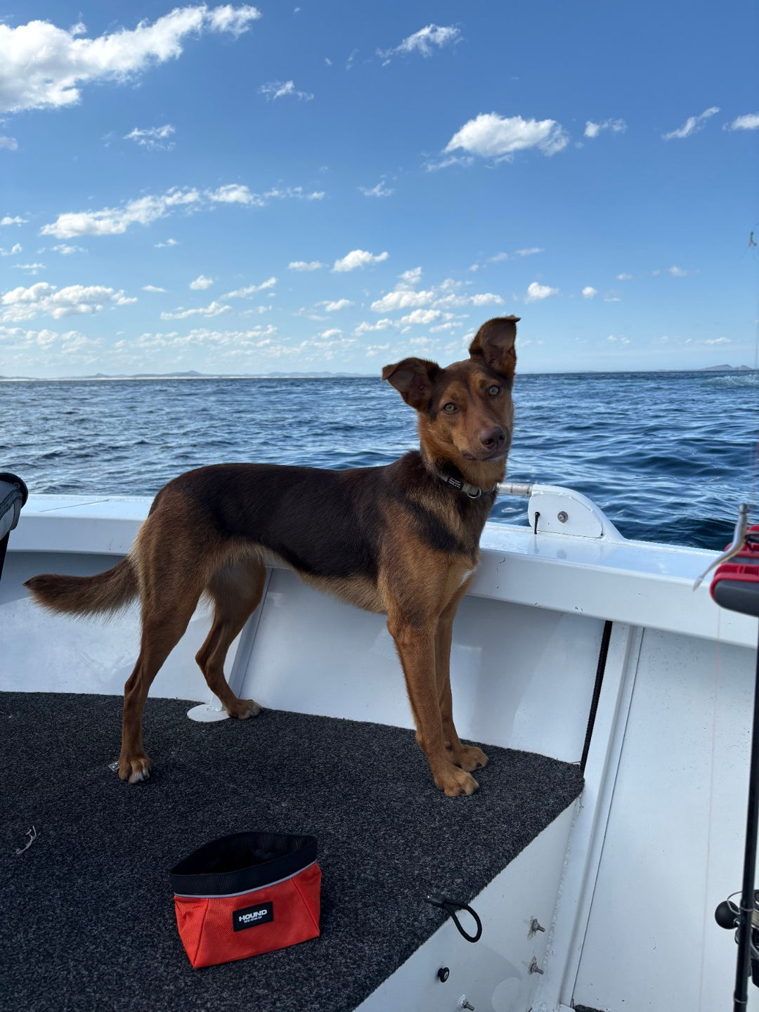 Dog standing on a boat beside an orange HOUND Trail Bowl